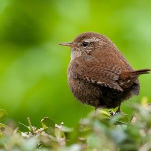 Meet your Posher, Merlin